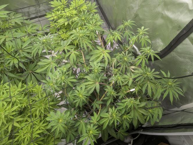 Radical Juice - Ripper Seeds. Week 8 - RJ day 10
