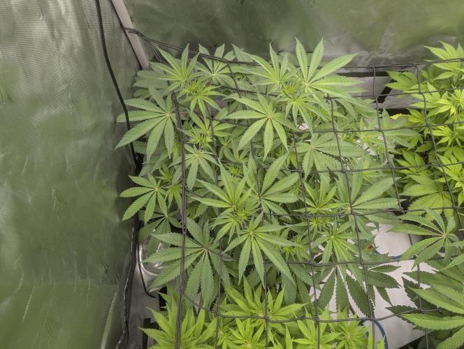 Radical Juice - Ripper Seeds. Week 8 - RJ day 10