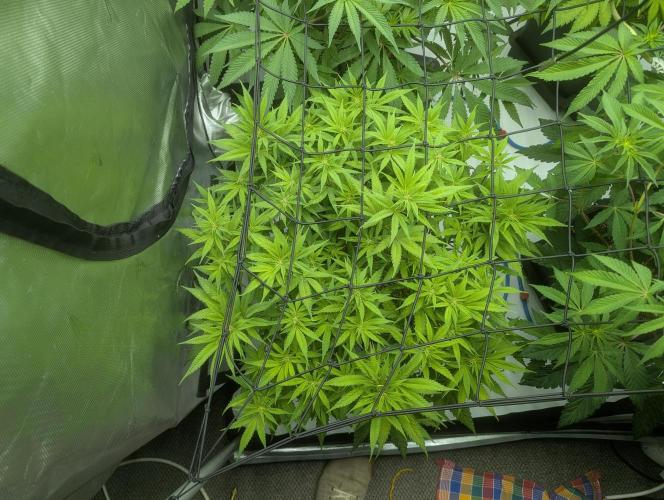 Radical Juice - Ripper Seeds. Week 8 - BBM day 10
