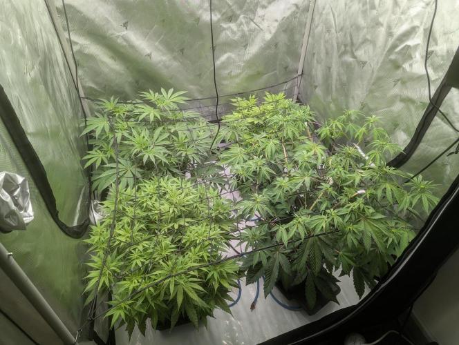 Radical Juice - Ripper Seeds. Week 8