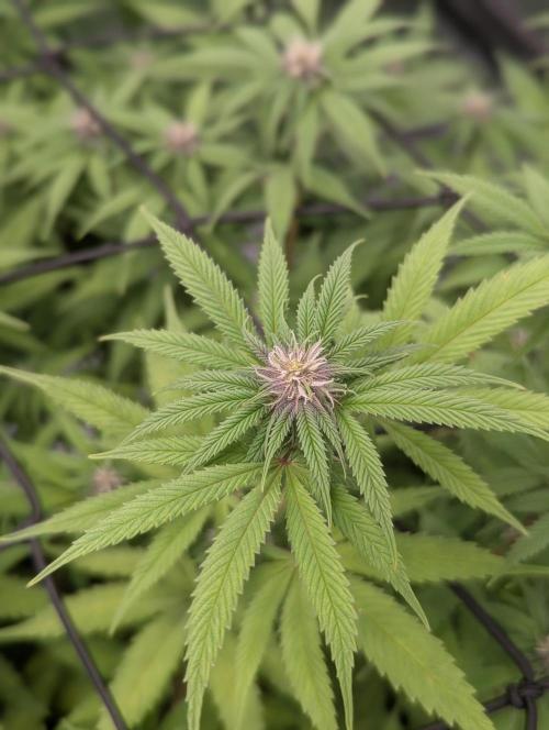 Radical Juice - Ripper Seeds. Week 9