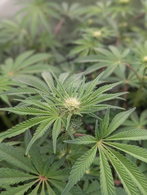 Radical Juice - Ripper Seeds. Week 9