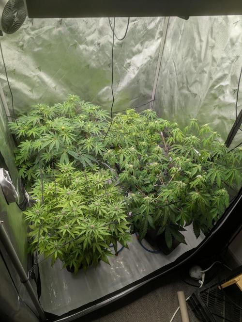 Radical Juice - Ripper Seeds. Week 9