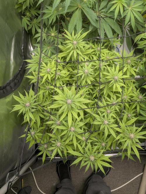 Radical Juice - Ripper Seeds. Week 9