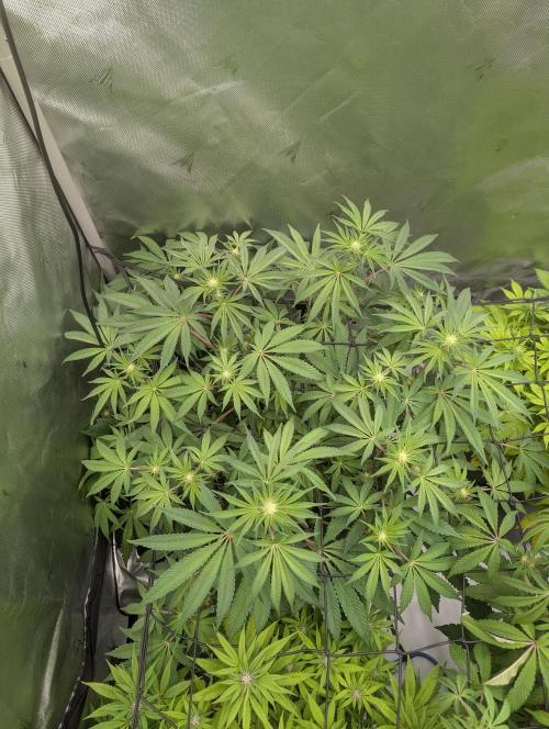 Radical Juice - Ripper Seeds. Week 9