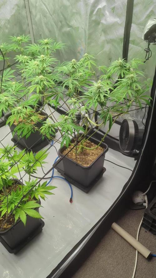 Radical Juice - Ripper Seeds