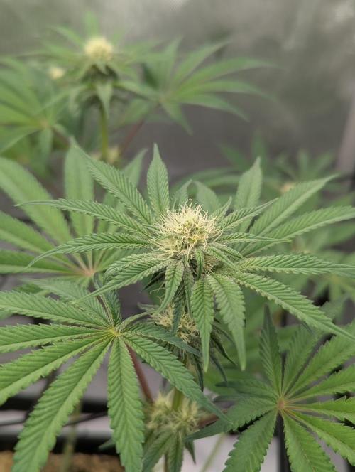 Radical Juice - Ripper Seeds. Week 10
