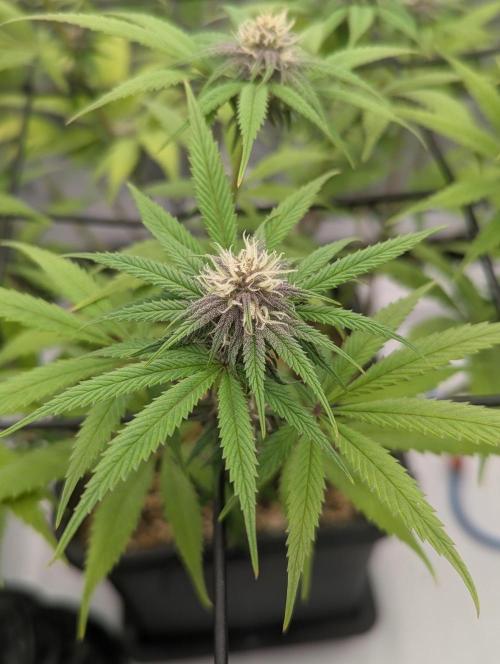 Radical Juice - Ripper Seeds. Week 10