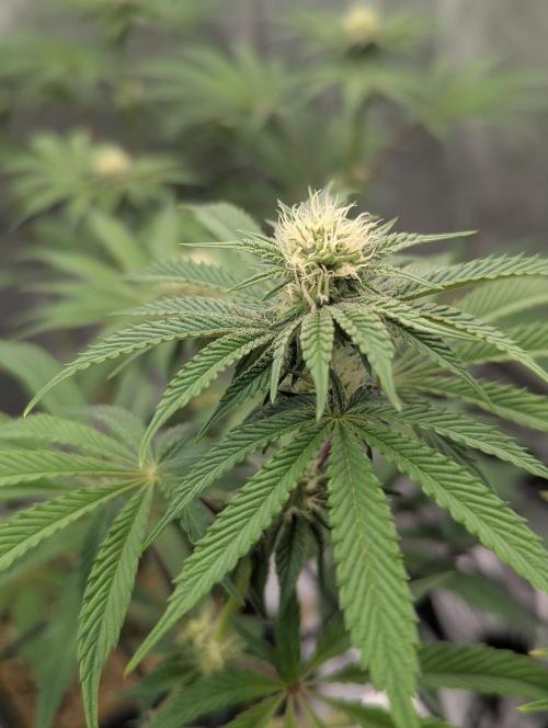 Radical Juice - Ripper Seeds. Week 10