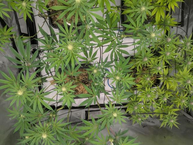 Radical Juice - Ripper Seeds. Week 10