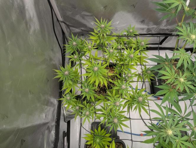 Radical Juice - Ripper Seeds. Week 10