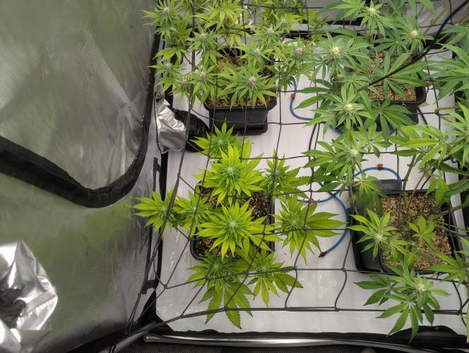Radical Juice - Ripper Seeds. Week 10