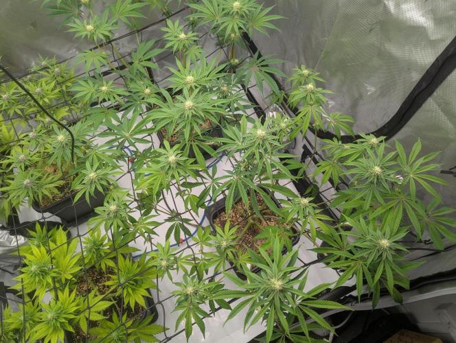 Radical Juice - Ripper Seeds. Week 10