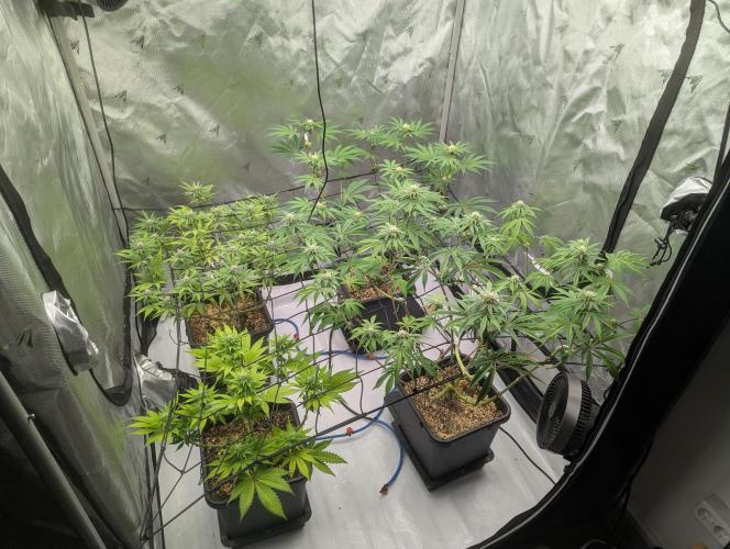 Radical Juice - Ripper Seeds. Week 10