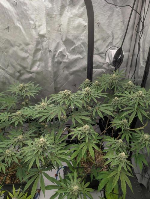 Radical Juice - Ripper Seeds. Week 11