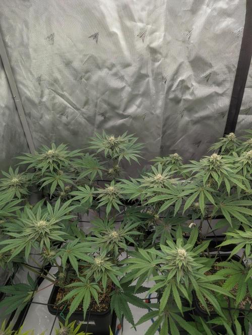 Radical Juice - Ripper Seeds. Week 11