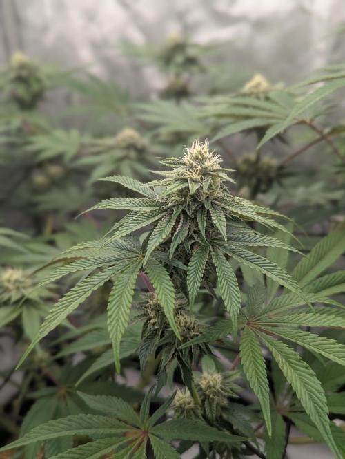 Radical Juice - Ripper Seeds. Week 11