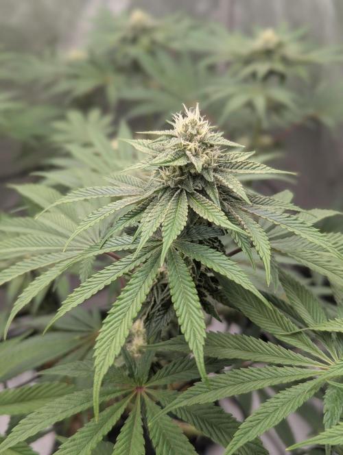 Radical Juice - Ripper Seeds. Week 11