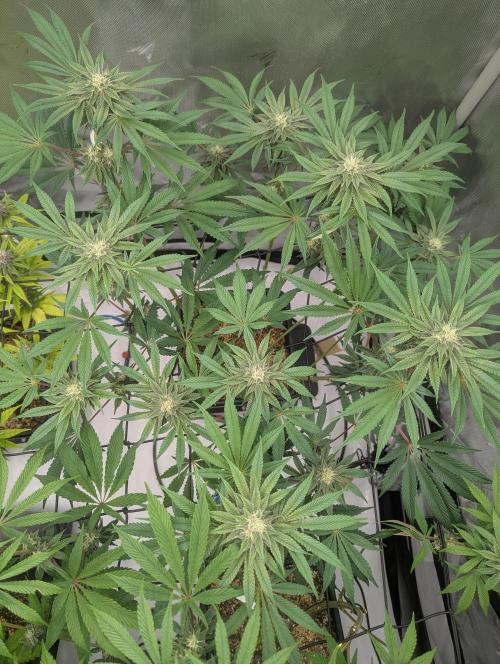 Radical Juice - Ripper Seeds. Week 11