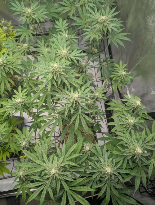 Radical Juice - Ripper Seeds. Week 11
