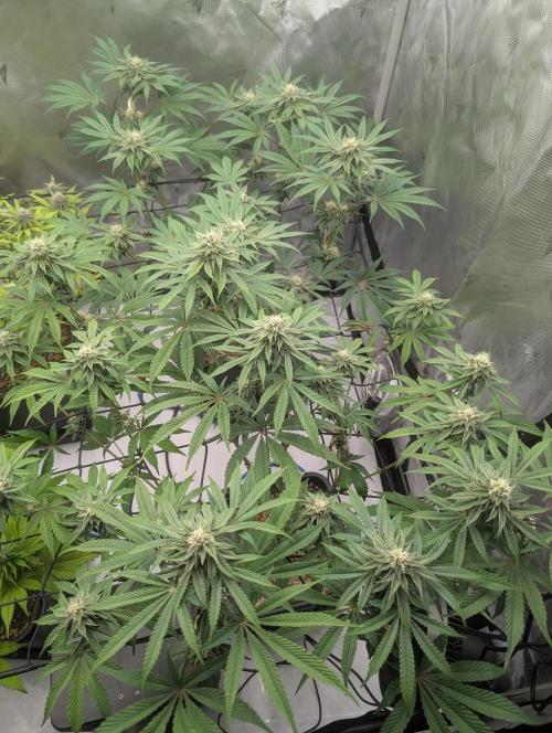 Radical Juice - Ripper Seeds. Week 11