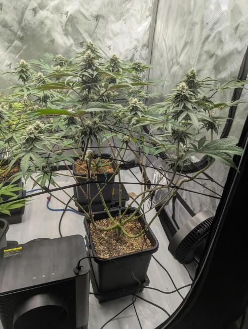 Radical Juice - Ripper Seeds. Week 11
