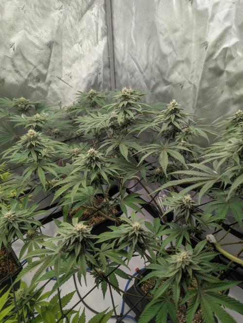 Radical Juice. Week 11
