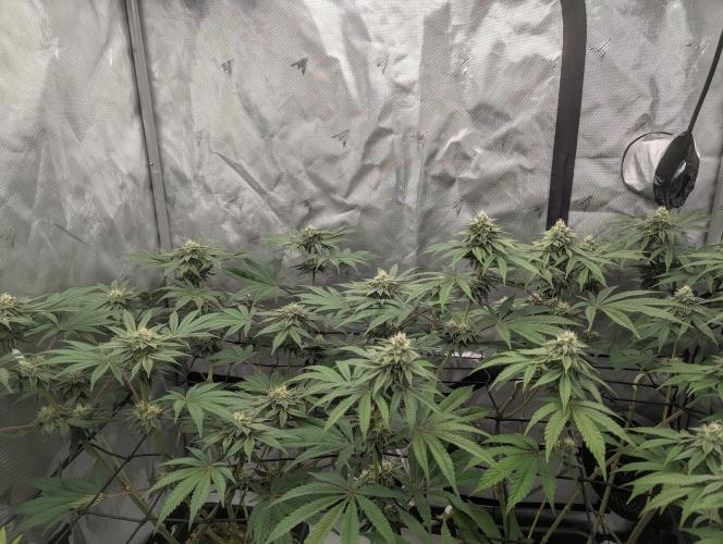 Radical Juice - Ripper Seeds. Week 11