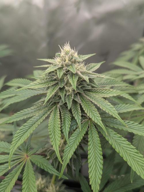 Radical Juice. Week 11