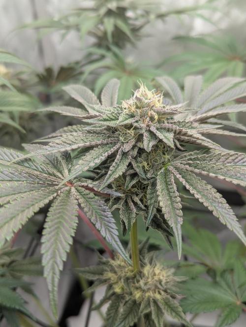 Radical Juice - Ripper Seeds. Week 12