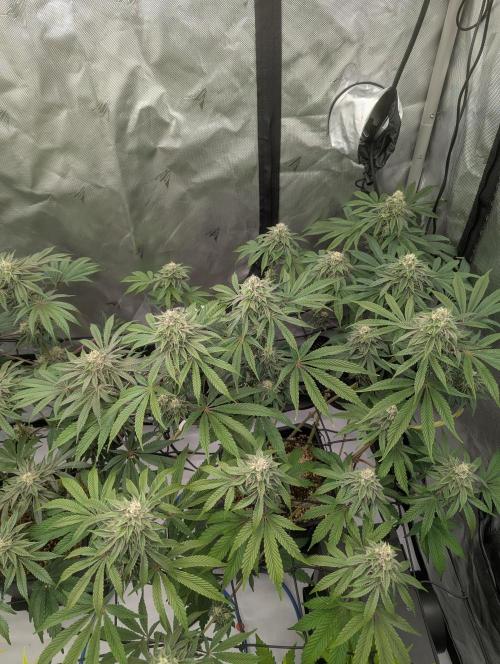 Radical Juice - Ripper Seeds. Week 12