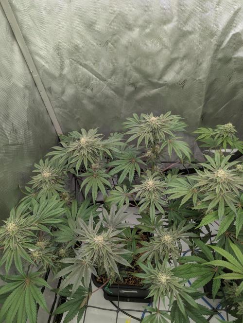 Radical Juice - Ripper Seeds. Week 12