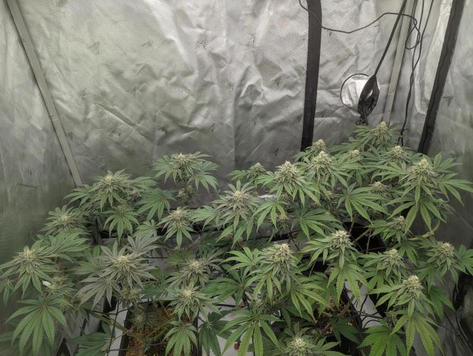 Radical Juice - Ripper Seeds. Week 12