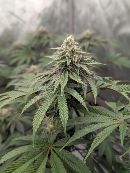 Radical Juice - Ripper Seeds. Week 12
