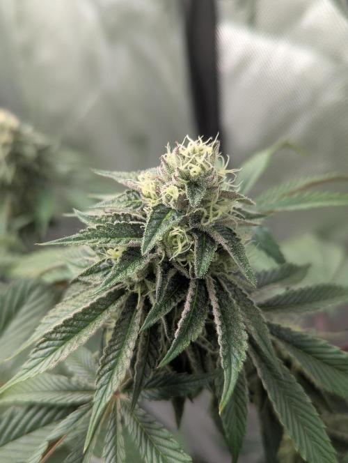 Radical Juice - Ripper Seeds. Week 12