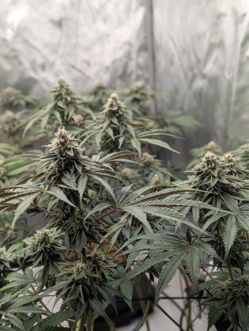 Radical Juice - Ripper Seeds. Week 12
