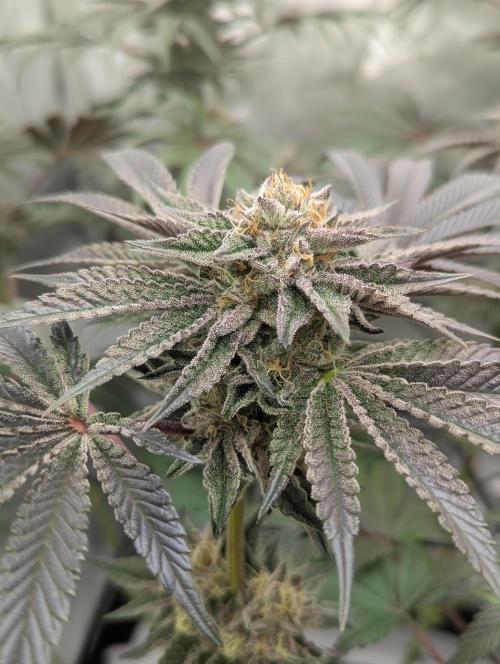 Radical Juice - Ripper Seeds. Week 12