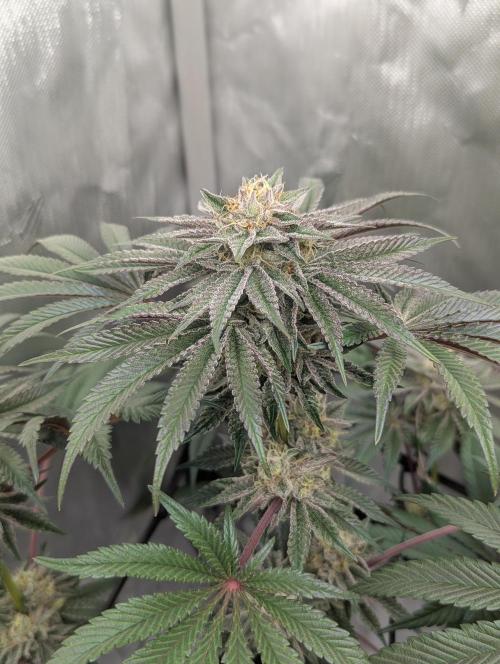 Radical Juice - Ripper Seeds. Week 12