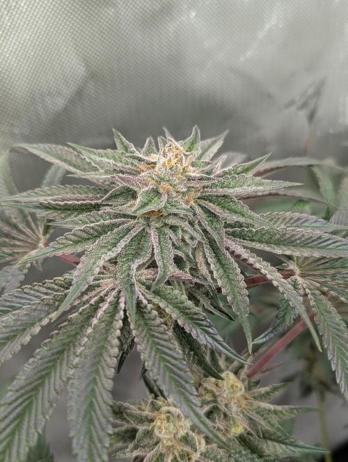 Radical Juice - Ripper Seeds. Week 12