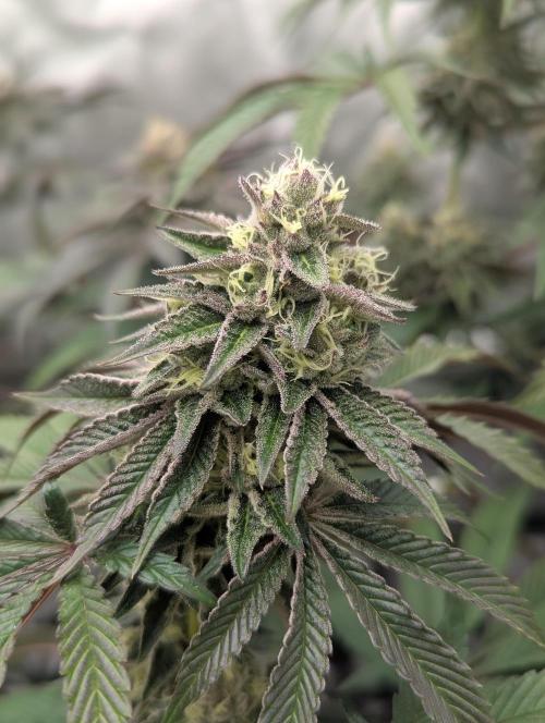 Radical Juice - Ripper Seeds. Week 12