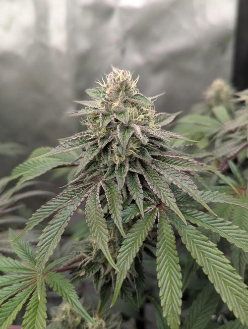 Radical Juice - Ripper Seeds. Week 12