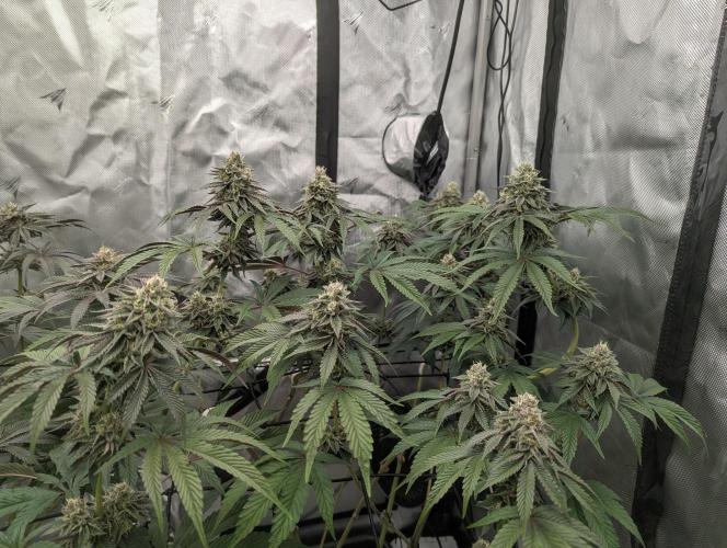 Radical Juice. Week 12