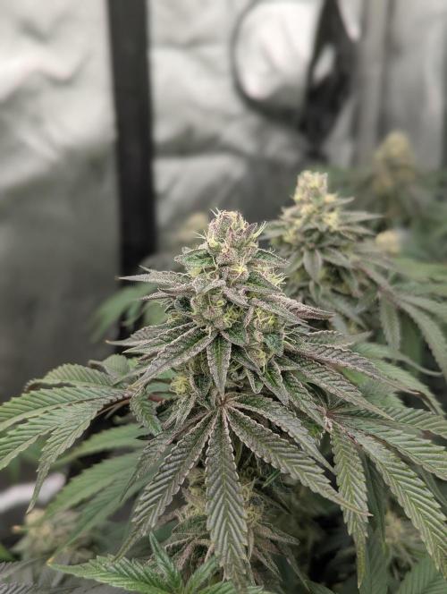 Radical Juice - Ripper Seeds. Week 13