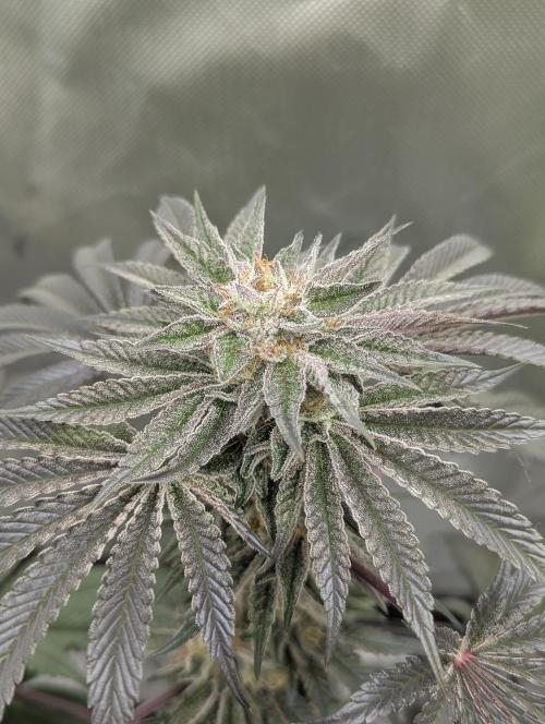 Radical Juice - Ripper Seeds. Week 13