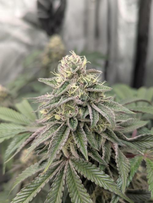Radical Juice - Ripper Seeds. Week 13