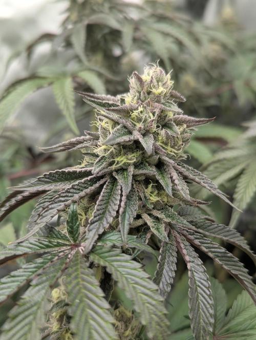Radical Juice - Ripper Seeds. Week 13