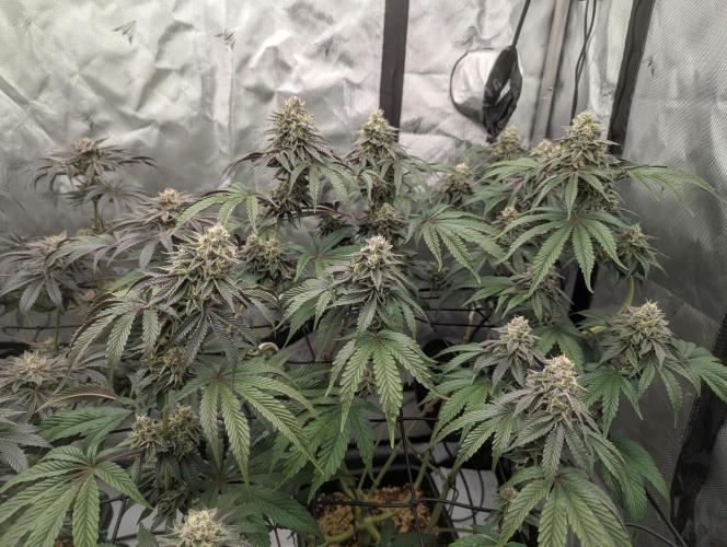 Radical Juice - Ripper Seeds. Week 13
