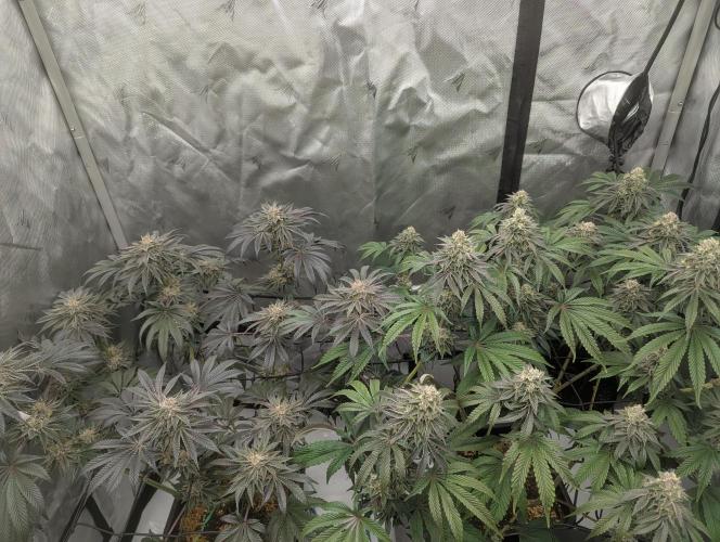 Radical Juice. Week 13