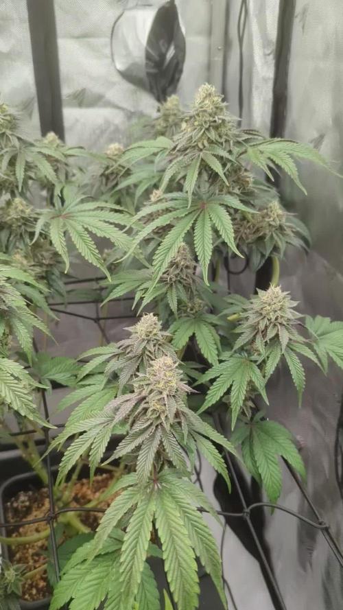 Radical Juice - Ripper Seeds