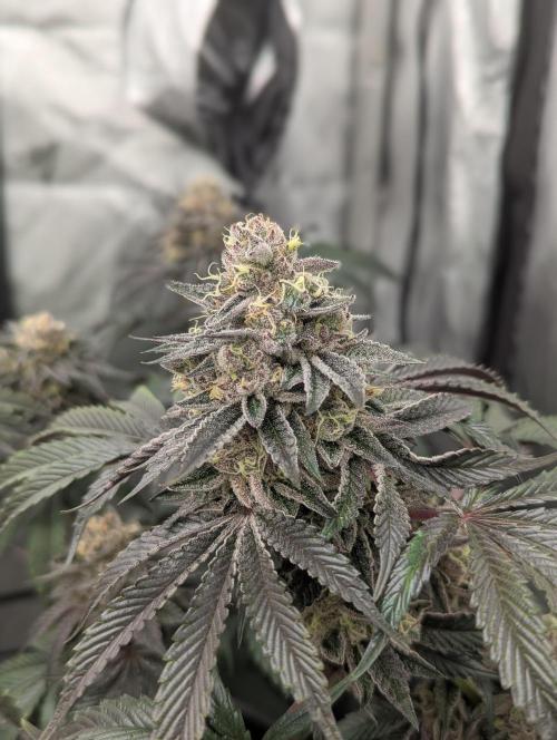 Radical Juice - Ripper Seeds. Week 14